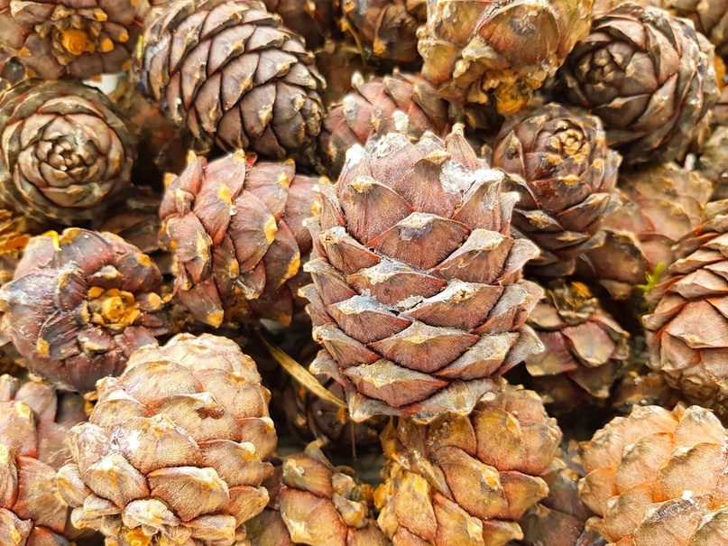 В этом году жителям Кузбасса разрешат собирать кедровый орех с 15 августа