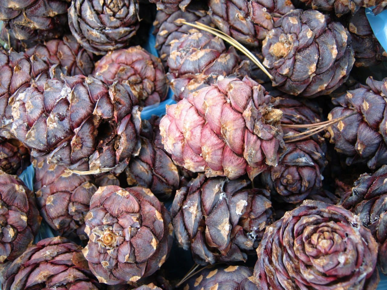 С 15 августа жителям Кузбасса разрешат собирать кедровый орех