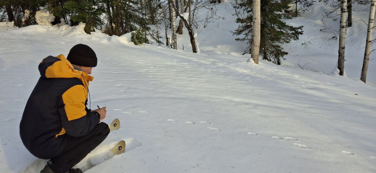 В Кузбассе начали подсчет охотничьих животных