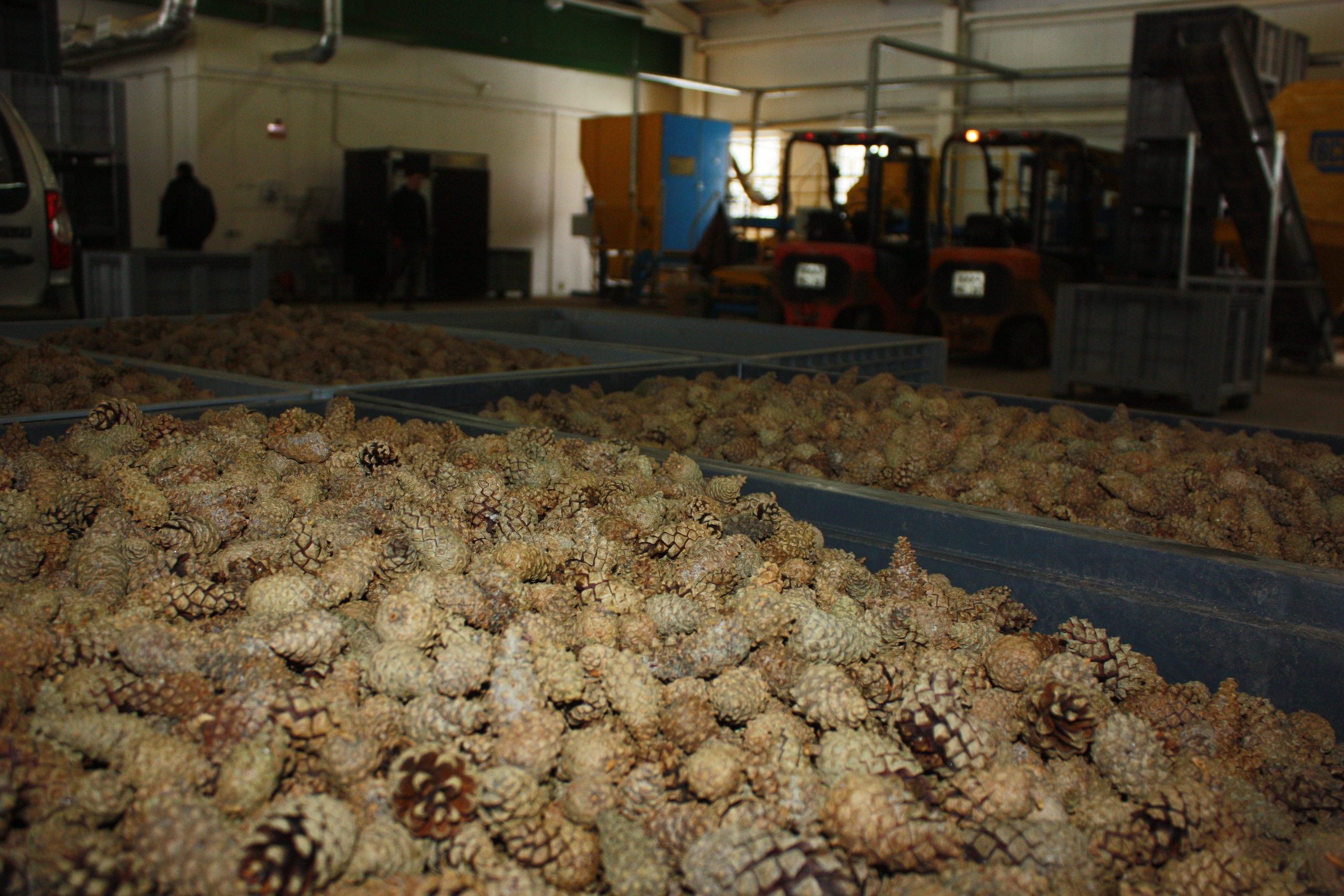 В Кузбассе начался сбор сосновых шишек для лесовосстановления